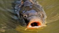 kapr carp-3591877 1280